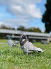 Close-up of bird on grassy field against sky