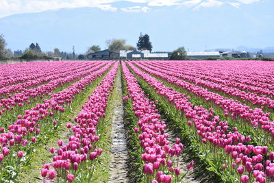 Pink tulip flowers on field against sky
