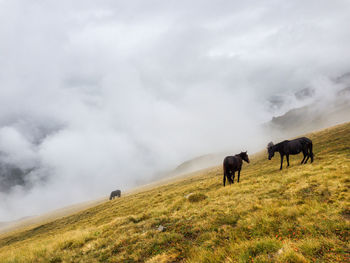 Horses grazing on field against sky