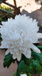 Close-up of white flowering plant