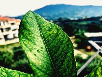 Close-up of raindrops on leaf