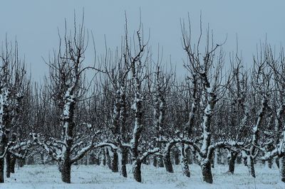 Bare trees on snow covered land