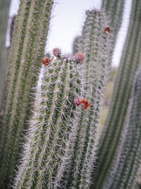 Full frame shot of plant