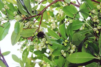 Close-up of insect on plant