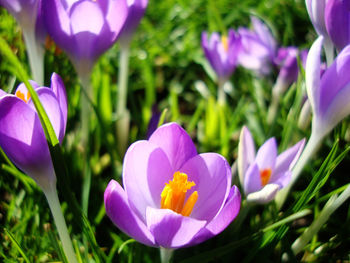 Close-up of purple flower