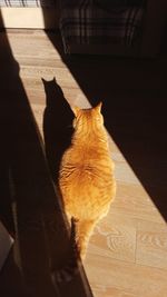 Close-up of cat on shadow