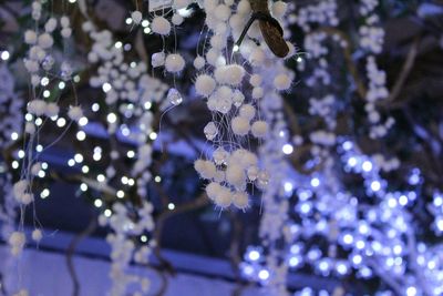 Close-up of flowers on tree