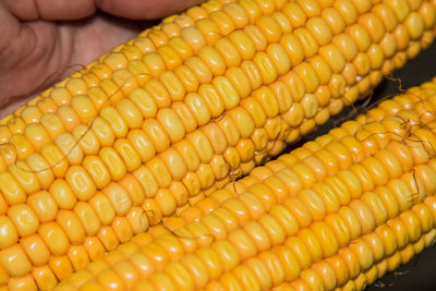 Ears of denting corn.