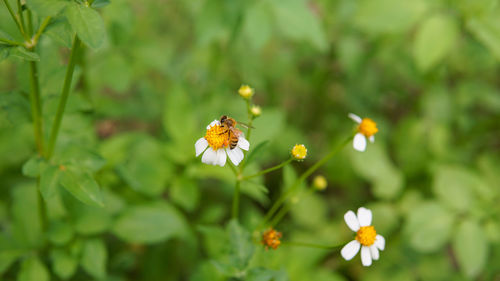 Honey bees pollinating on flower in the garden.