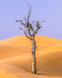 Bare tree on sand dune against clear sky