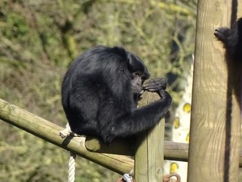 Close-up of ape sitting on wooden railing