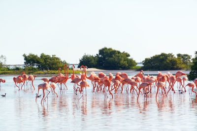 Flamingos standing in sea against clear sky