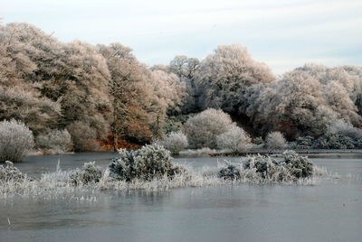 Trees by lake against sky during winter