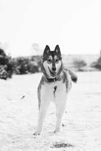 Dog standing on field against sky during winter