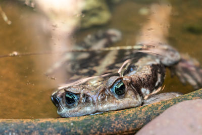 Close-up of frog in water