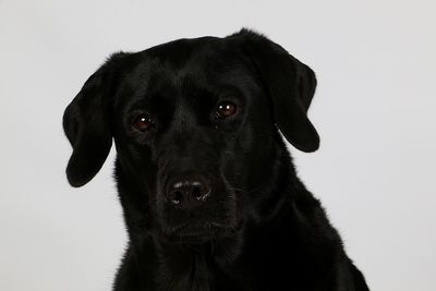 Portrait of black dog