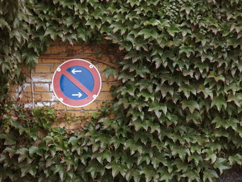 No entry sign on wall covered with ivy