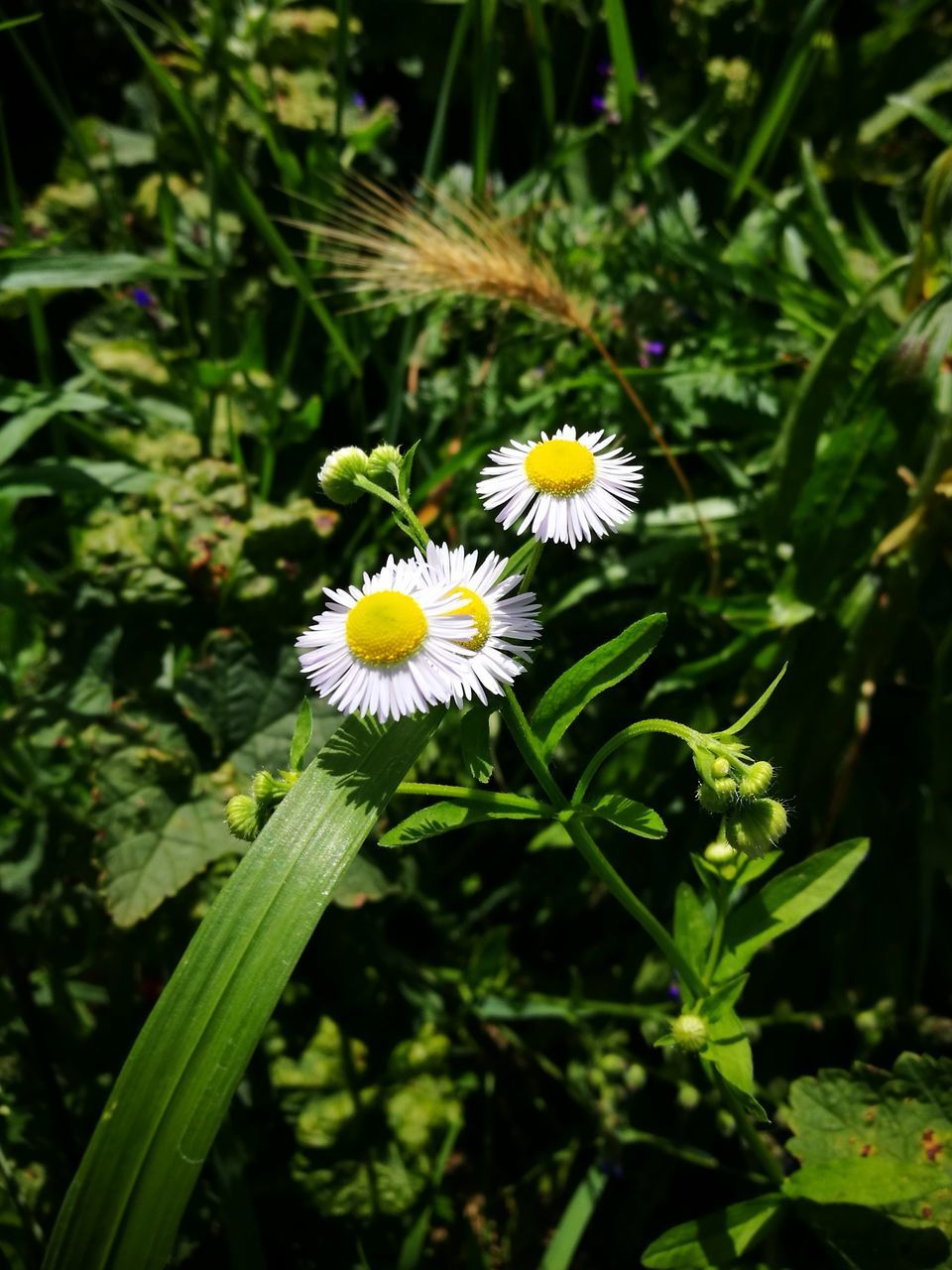 HIGH ANGLE VIEW OF FLOWERING PLANT