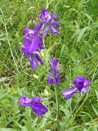 Purple crocus flowers blooming on field