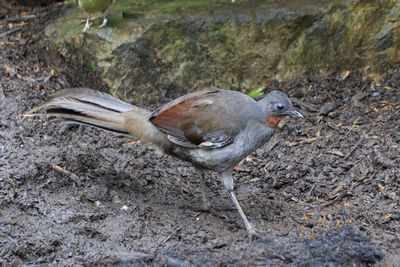 High angle view of bird on rock