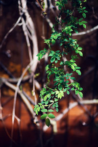 Close-up of berries on plant