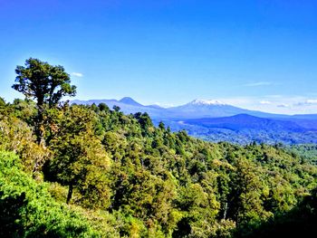 Scenic view of trees and mountains against blue sky