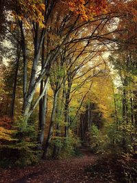 Trees in forest during autumn