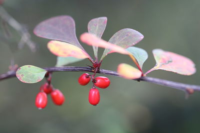 Close-up of red berries growing on plant