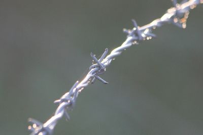 Close-up of twigs