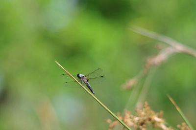 Close-up of dragonfly on blade of grass