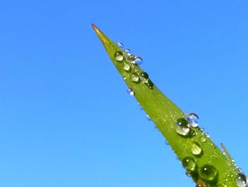 Close-up of wet plant against clear blue sky