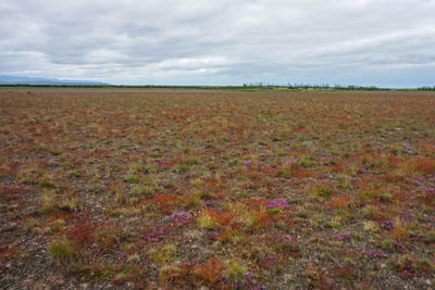 Scenic view of field against sky