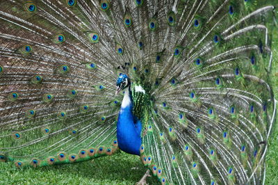 peacock