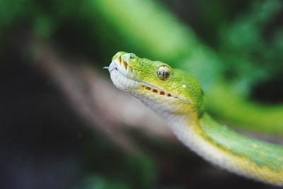 Close-up of lizard on leaf