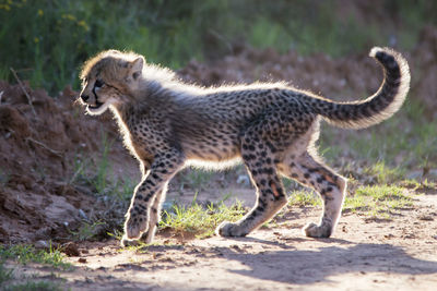 Cheetah cub on field