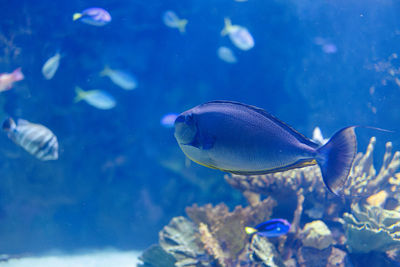 Close-up of fish swimming in sea