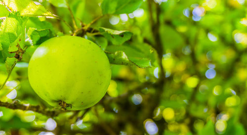 Close-up of fresh green fruits on tree