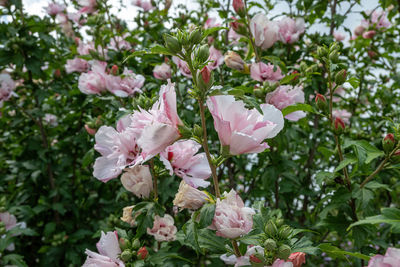 Close-up of pink flowering plants