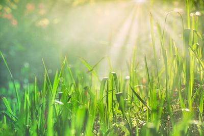 Close-up of wet grass growing in field