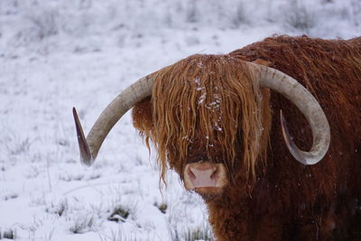 Close-up of cow during winter