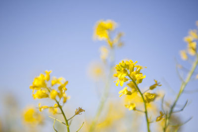 Close-up of yellow flowering plant against sky