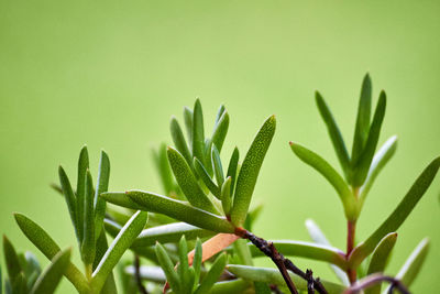 Close-up of plant against green background