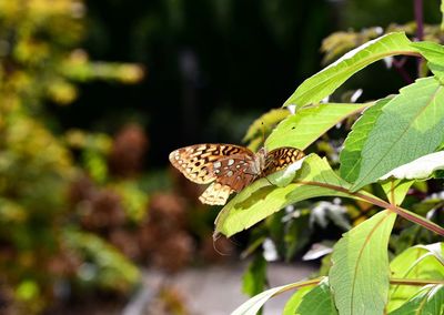 Close-up of butterfly on plant