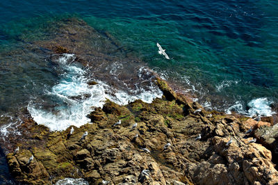 High angle view of seagull flying over sea shore