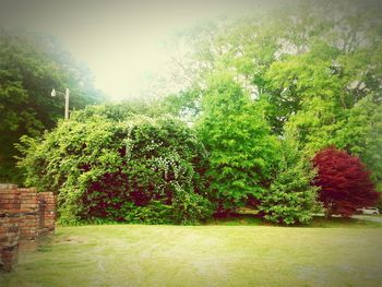 Trees growing in park