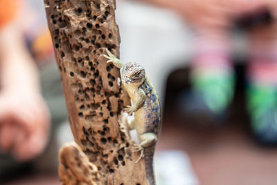 Close-up of lizard on wood