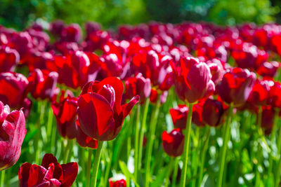 Close-up of red tulips on field