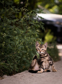 Portrait of a cat