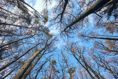 Low angle view of trees against sky