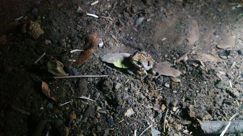 High angle view of lizard